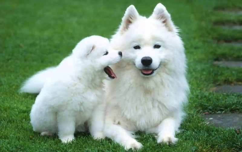 Hai con chó trắng trong giấc mơ